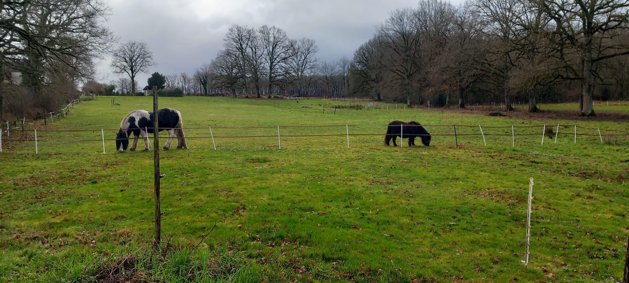 weiland-voor-paarden